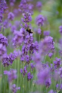 Lawenda: więcej życia w Twoim ogrodzie