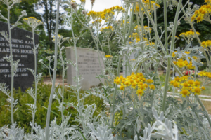 Zastosowanie roślin wieloletnich na cmentarzachdes plantes vivaces dans les cimetières