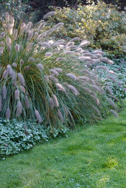 Pennisetum alopecuroides 'Hameln'