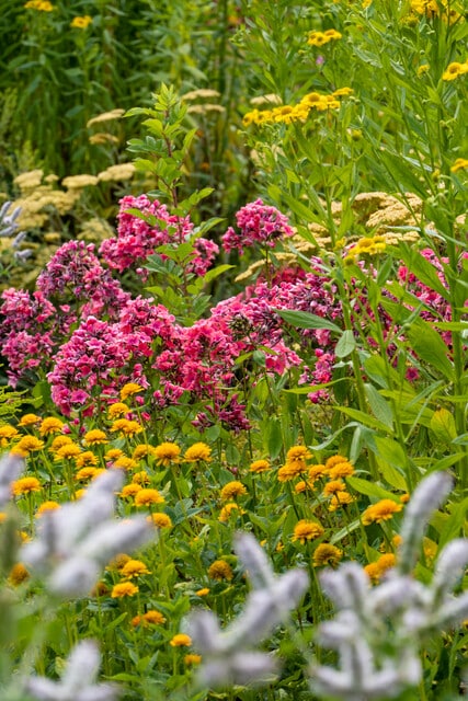 Heliopsis, Sanguisorba, Achillea, Phlox