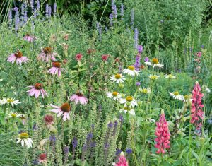 Perennials 2015