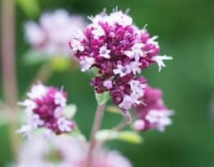 Perennials 2015