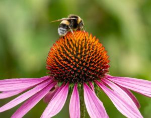 IV224884-MR-Echinacea-Pink-Biodiversity