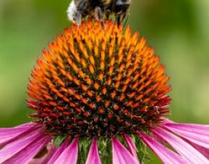 Biodiversity 2024